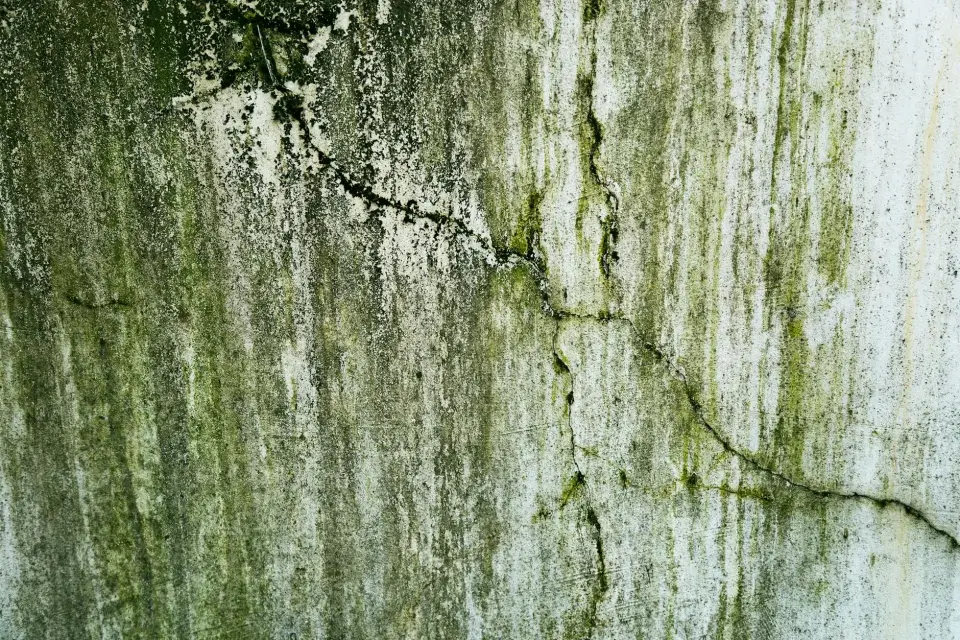 The Dryrightcare Story: Protecting Wilmington Homes from Mold